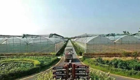 中国农业发展的未来战略：大农业 大食物 大格局 大品牌