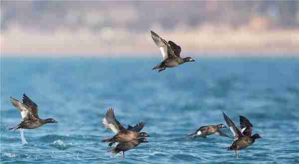 哎！鸭！大批水鸟现身唐岛湾公园！不来逛逛吗？