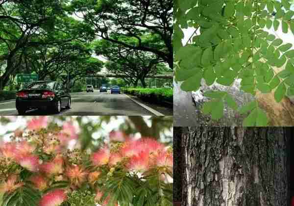 新加坡每天都能看到的这些树，你叫得上名吗？
