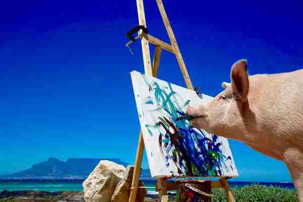 南非有一头叫猪卡索的猪，画了一幅画，卖了近17万人民币